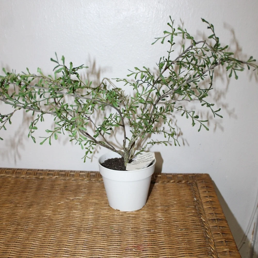 Williams Sonoma Artificial Potted Twig Leaf Plant